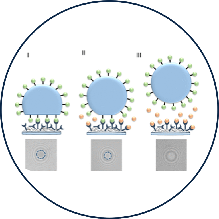 Grafik zeigt den Prozess der Virusinfektion mit verschiedenen Phasen der Bindung und Fusion.